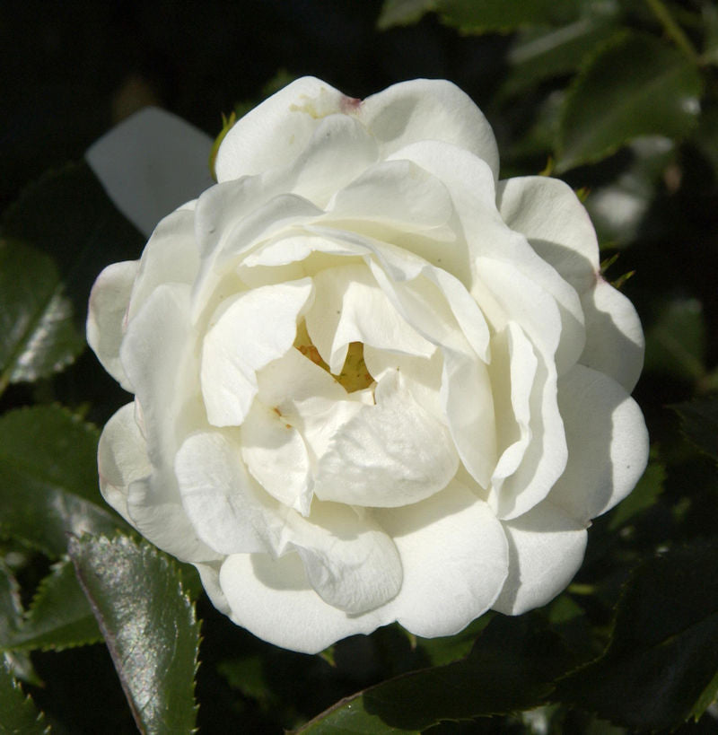  Hochstamm Rose Innocencia® 80-100cm