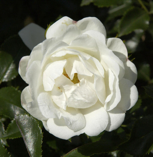  Hochstamm Rose Innocencia® 80-100cm