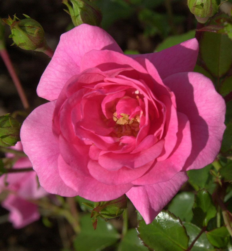  Bodendeckerrose Mirato® 20-30cm