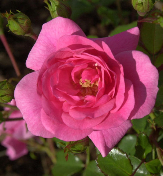  Bodendeckerrose Mirato® 20-30cm