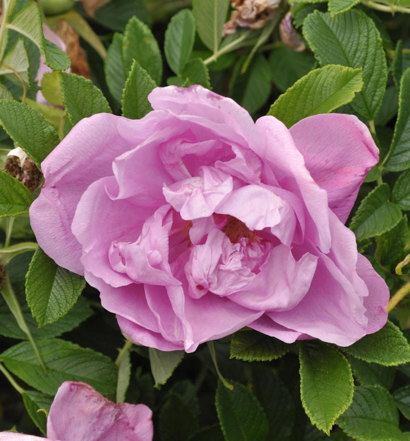  Bodendeckerrose Pink Roadrunner 20-30cm