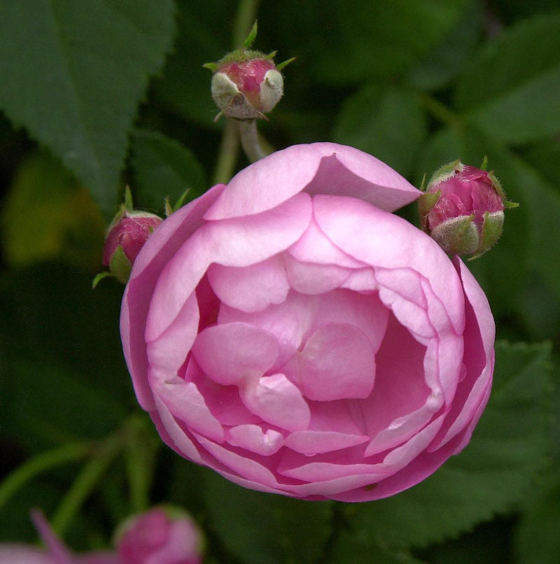  Kletterrose Raubritter 30-60cm