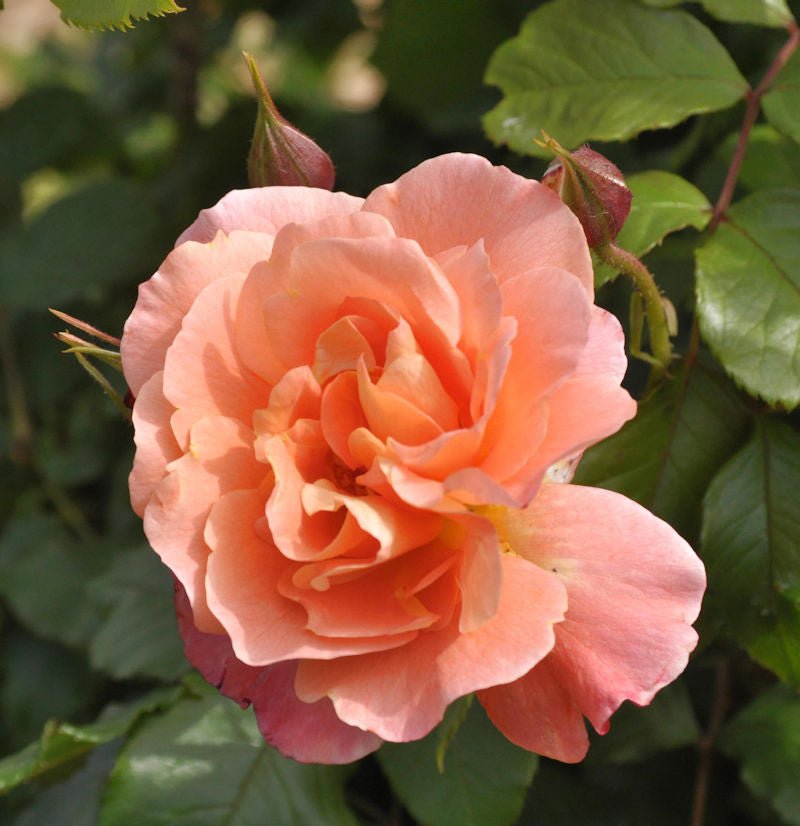  Strauchrose Westerland® 30-60cm