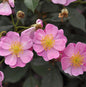  Bodendeckerrose Lavender Dream® 20-30cm