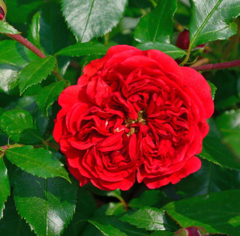  Hochstamm Rose Out Of Rosenheim® 80-100cm