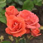  Floribundarose Queen Elisabeth 30-60cm