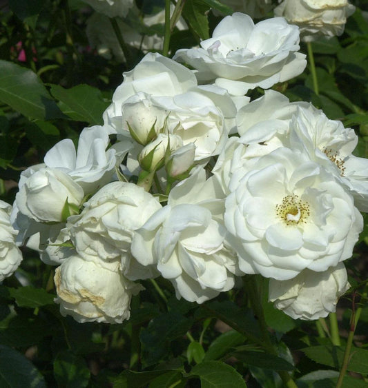  Hochstamm Rose Schneewittchen® 80-100cm
