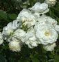  Hochstamm Rose Schneewittchen® 80-100cm