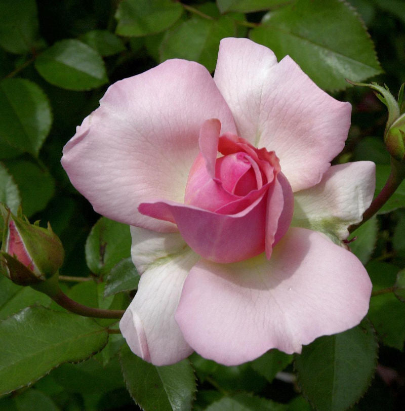  Kletterrose Sorbet 30-60cm