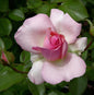  Kletterrose Sorbet 30-60cm