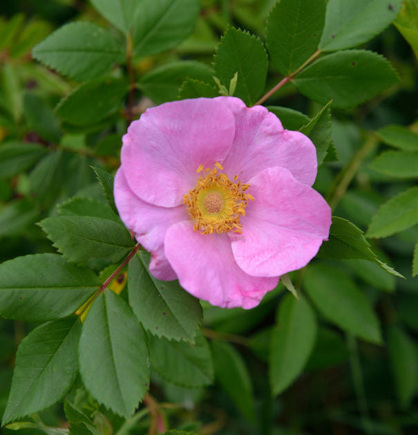  Glanzblättrige Rose 40-60cm - Rosa Nitida