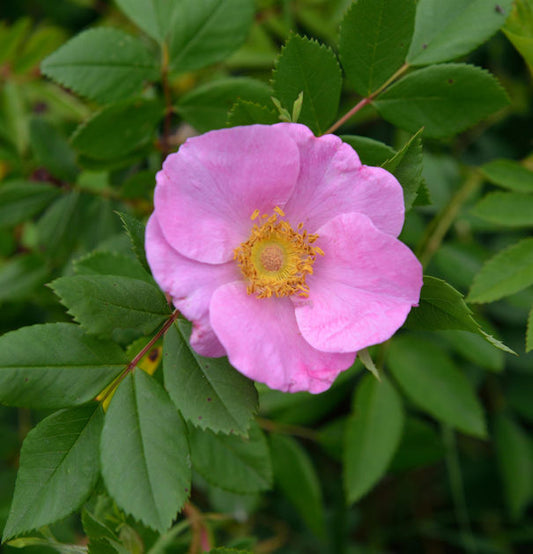  Glanzblättrige Rose 40-60cm - Rosa Nitida