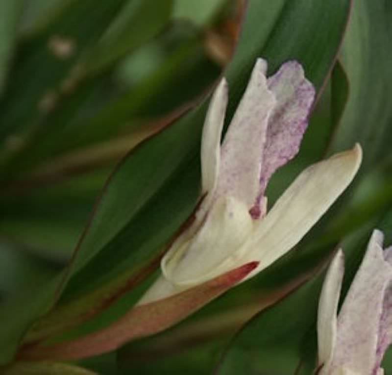  Ingwer Orchidee - Roscoea Beesiana
