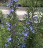  Rosmarin Corsican Blue - Rosmarinus Officinalis