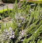  Rosmarin Prostratus - Rosmarinus Officinalis
