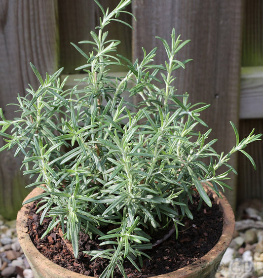  Rosmarin - Rosmarinus Officinalis