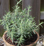  Rosmarin - Rosmarinus Officinalis