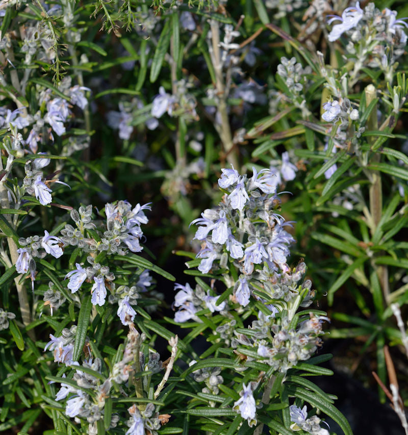  Rosmarin Albiflorus - Rosmarinus Officinalis
