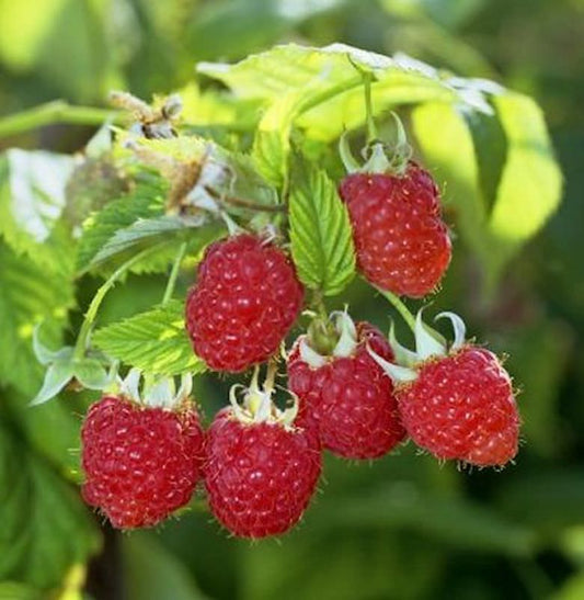  Himbrombeere - Rubus Tayberry