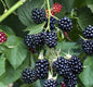 Brombeere Thornless Evergreen - Rubus Fruticosus