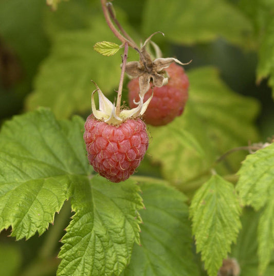 Himbeere Aroma Queen - Rubus Idaeus