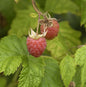  Himbeere Aroma Queen - Rubus Idaeus