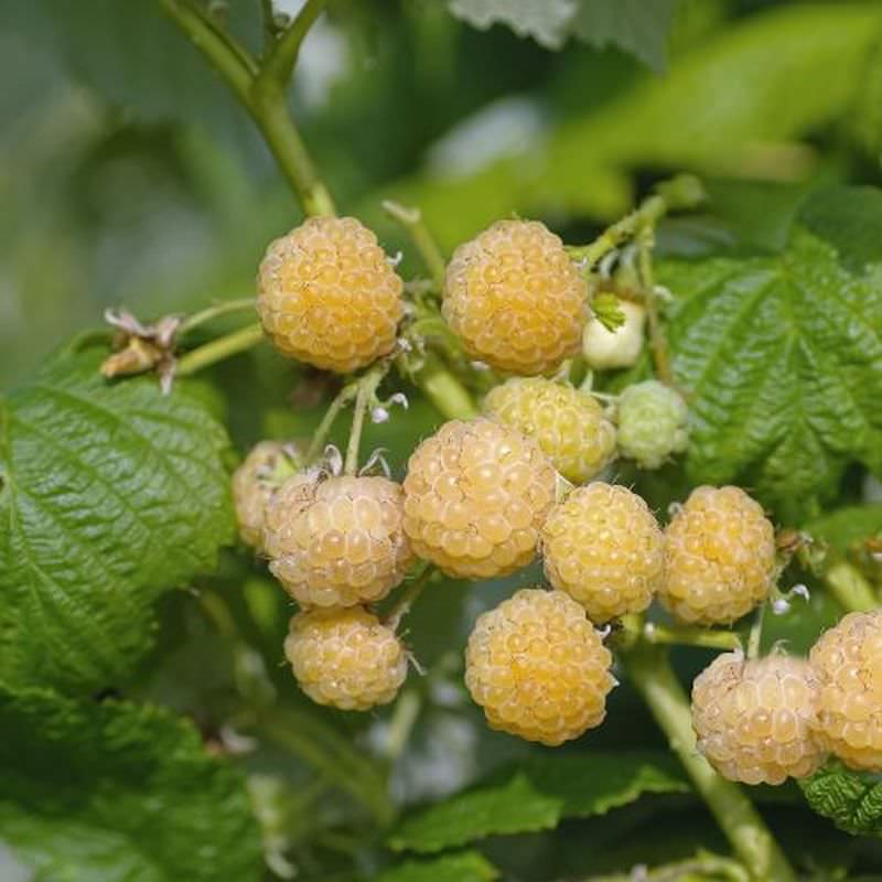  Himbeere Golden Queen - Rubus Idaeus