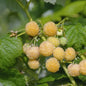  Himbeere Golden Queen - Rubus Idaeus
