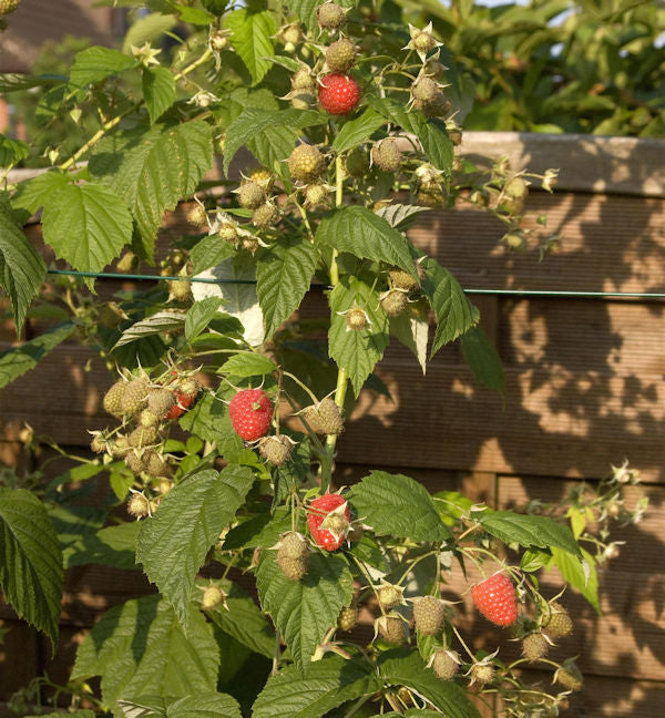 Himbeere Himbo Top - Rubus Idaeus