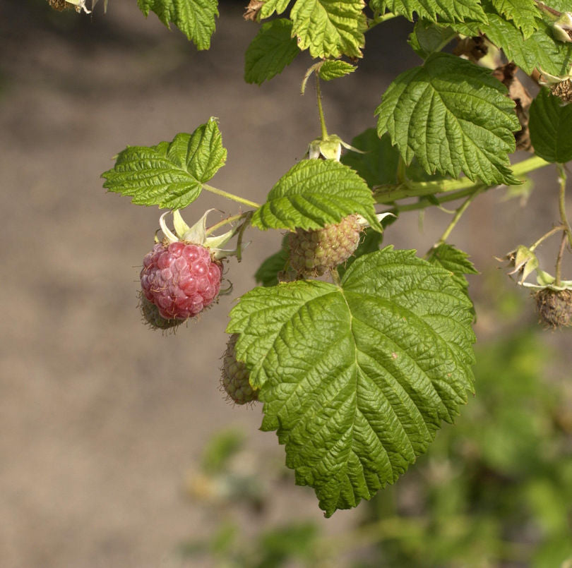  Himbeere Pokusa - Rubus Idaeus