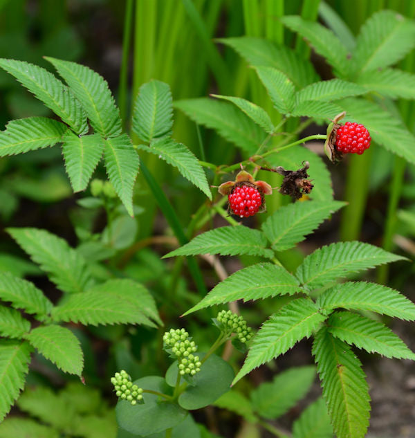  Erdbeerhimbeere - Rubus Illecebrosus