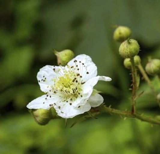  Chinesische Brombeere - Rubus Tricolor