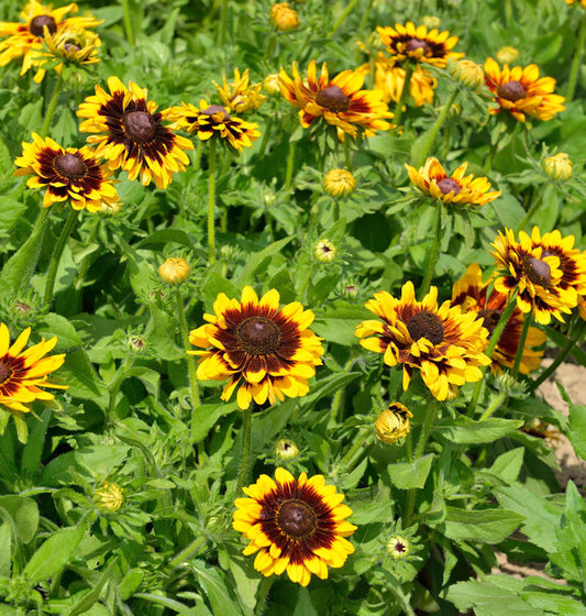  Sonnenhut Summerdaisys Choco Sun - Großer Topf - Rudbeckia Cultorum