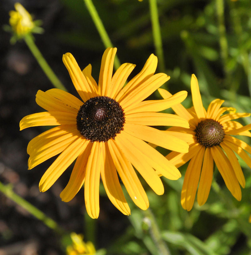  Sonnenhut Speciosa - Rudbeckia Fulgida