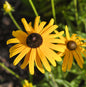  Sonnenhut Speciosa - Großer Topf - Rudbeckia Fulgida