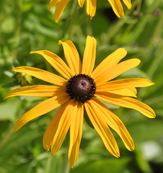  Gewöhnliche Sonnenhut - Rudbeckia Fulgida