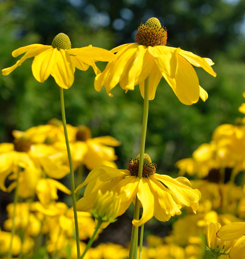  Fallschirm Rudbeckia Juligold - Rudbeckia Nitida