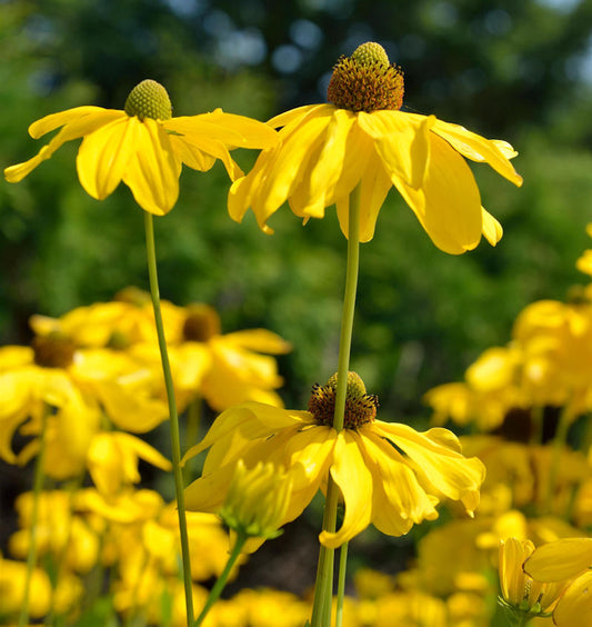  Fallschirm Rudbeckia Juligold - Rudbeckia Nitida