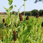  Westlicher Sonnenhut Green Wizard - Rudbeckia Occidentalis