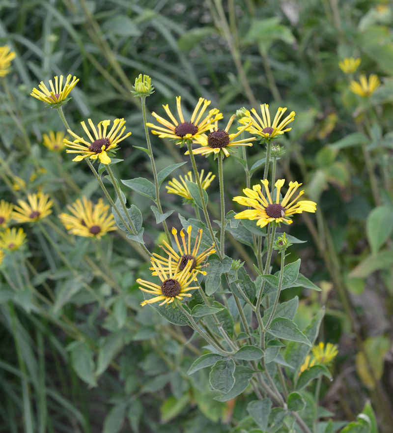  Schwachfilziger Sonnenhut Little Henry - Rudbeckia Subtomentosa