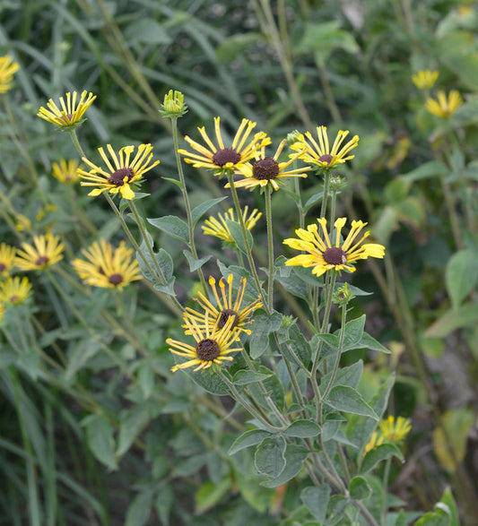  Schwachfilziger Sonnenhut Little Henry - Rudbeckia Subtomentosa