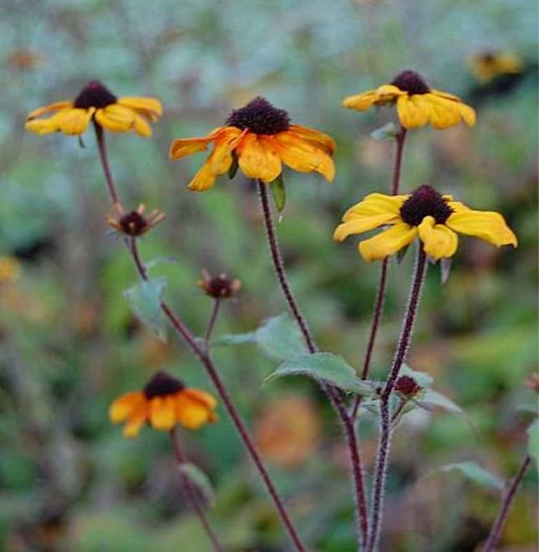  Rudbeckia Prairie Glow - Rudbeckia Triloba