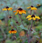  Rudbeckia Prairie Glow - Rudbeckia Triloba