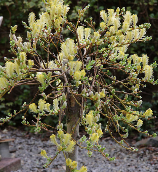  Hochstamm Kriechweide Voorthuizen 40-60cm - Salix Repens