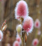  Rote Japanische Kätzchenweide Mount Aso 30-40cm - Salix Gracilistyla