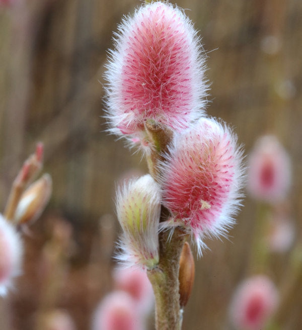  Hochstamm Rote Japanische Kätzchenweide Mount Aso 60-80cm - Salix Gracilistyla