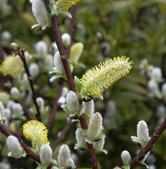  Hochstamm Spieß Weide Wehrhahnii 60-80cm - Salix Hastata