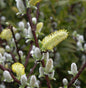  Hochstamm Spieß Weide Wehrhahnii 60-80cm - Salix Hastata