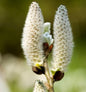  Schweizer Kätzchenweide 20-30cm - Salix Helvetica