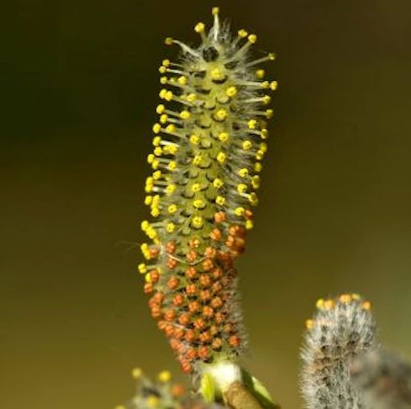  Kugelweide 100-125cm - Salix Purpurea Nana